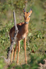 Schwarzfersenantilope / Impala / Aepyceros melampus.