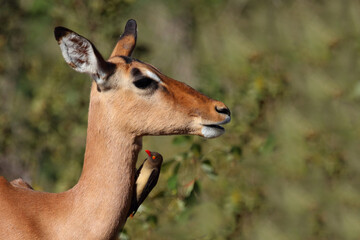 Schwarzfersenantilope / Impala / Aepyceros melampus
