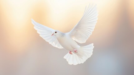 White dove in flight, soft light background, peaceful scene, nature photography