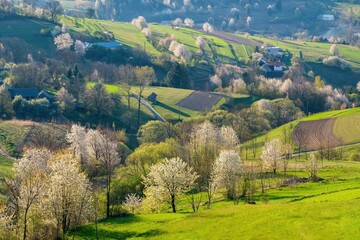 Picturesque spring meadow with blooming cherry tree. Spring paradise with blooming trees. Historic agrarian landscape, Hrinovske lazy, Slovak republic. Travel destination. Seasonal natural scene.  © Ivan