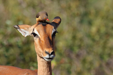 Schwarzfersenantilope / Impala / Aepyceros melampus