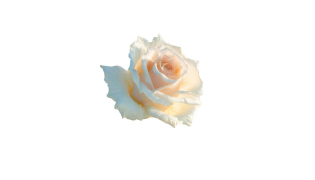 白薔薇 Images – Browse 537 Stock Photos, Vectors, and Video