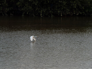 川の水面を飛ぶ大鷺