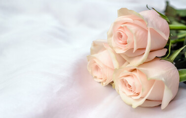 The branch of pink roses on white fabric background
