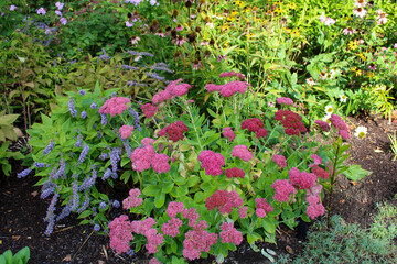Vibrant garden filled with colorful flowers