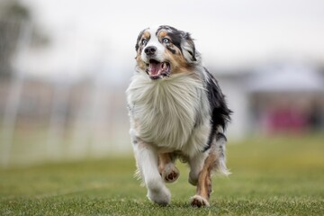 Australian Shepherd Aussie Running Lure Course Sprint Dog Sport