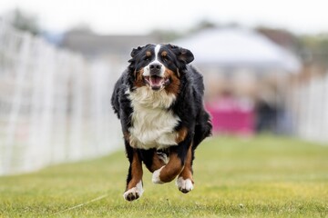 Bernese Mountain Dog Running Lure Course Sprint Dog Sport