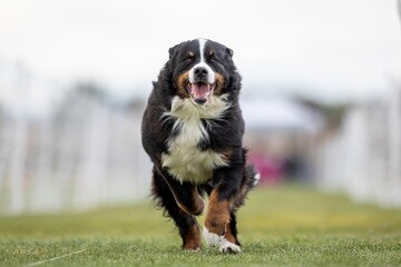 Bernese Mountain Dog Running Lure Course Sprint Dog Sport