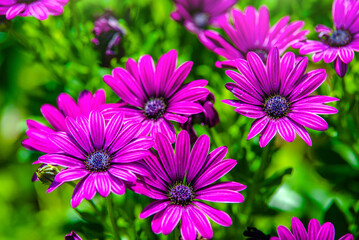 Purple chrysanthemums on a green natural background
