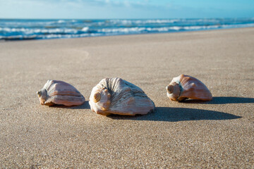 Obraz premium Snails in the sand facing the sea.