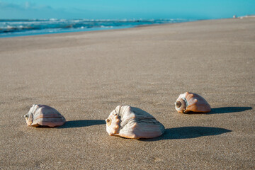Obraz premium Snails in the sand facing the sea.