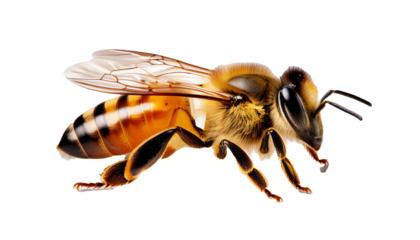 Detailed Close-Up of a Honeybee on White Background