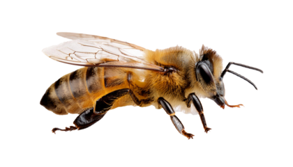 Detailed Close-Up of a Honeybee on White Background