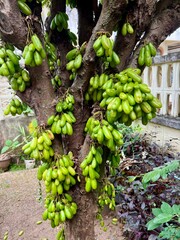 Averrhoa bilimbi fruit on tree in garden