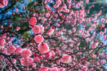 冬・初春　ピンクの梅の咲いた花　太陽の日差しを受けてキラキラ輝くつぼみと枝　季節の風景　ひなまつり・小春日和・3月
