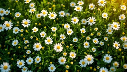 Fototapeta premium Lush green grass meadow, scattered white daisies, spring wildflowers