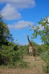 Giraffe / Giraffe / Giraffa camelopardalis