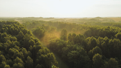 Early morning mist over green forest landscape