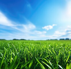 Obraz premium Lush green field under a vibrant blue sky