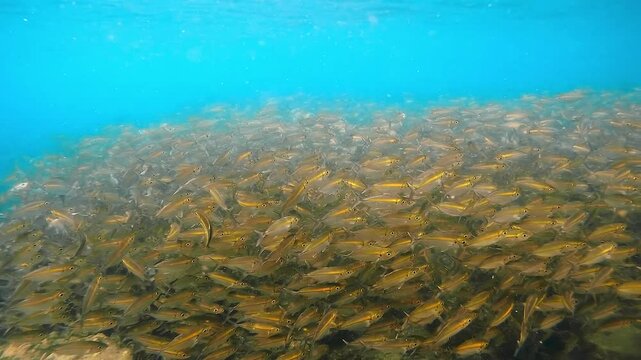 A large school of yellowstriped fish swims with synchronized movements, reflecting golden and copper tones as the sunlight touches their scales. The vibrant contrast with the blue waters creates a mes