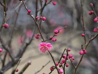 ピンクの梅の花