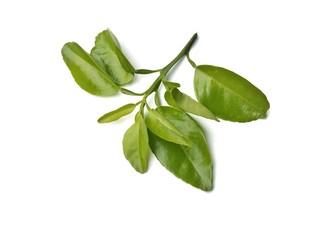 Kaffir lime or makrut leaves (Citrus hystrix) isolated on white background. economy plants harvesting production for ingredients local food cooking