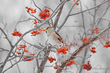 赤い実をついばむシメ
