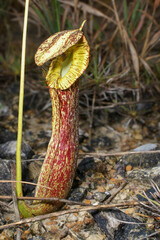 Pitcher of Nepenthes mirabilis var. echinostoma, carnivorous pitcher plant on Borneo, Malaysia