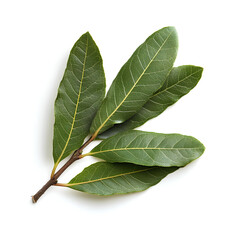Obraz premium Green leaves on a white background 
