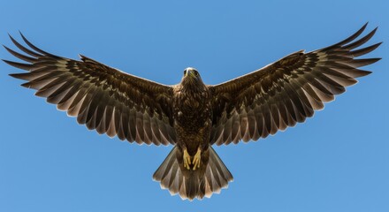Majestic eagle in flight against clear blue sky with outstretched wingspan