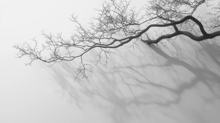 Bare tree branch casts shadow against a bright misty background