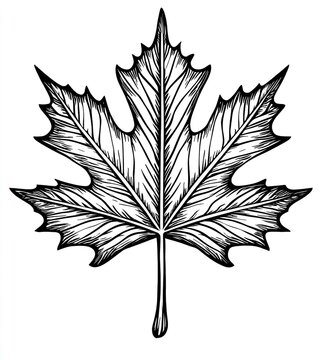 recommend clip art: maple leaf engraving black and white outline
