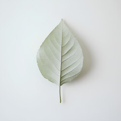Green leaves on a white background
