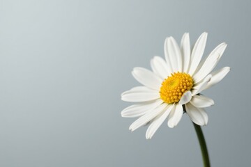 Obraz premium A single daisy, delicately poised against a muted background, showcases the intricate details of its petals and vibrant yellow center, a symbol of simplicity and natural beauty.