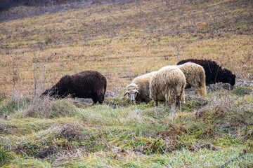 Sheep graze on a meadow, village