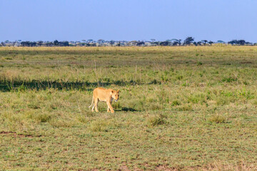 Lioness (Panthera leo) walking in savannah in Serengeti national park, Tanzania