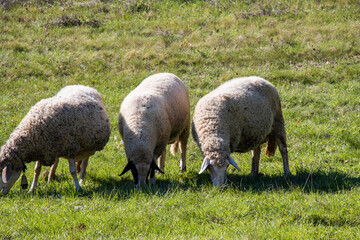 Obraz premium Sheep graze on a meadow, village