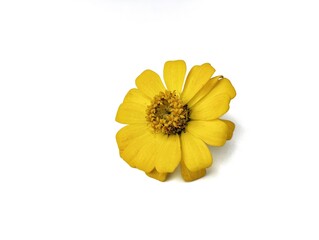 Beautiful yellow Zinnia flower isolated on white background. Floral decoration, Botanical photography for creative design 