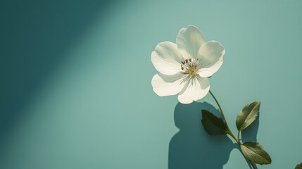 Fototapeta premium Simple beautiful white flower against a blue background with shadow