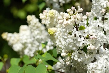 Fototapeta premium A bunch of white flowers with green leaves