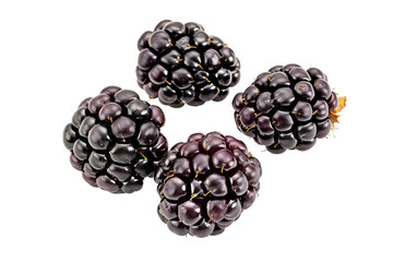 Blackberries with glossy surface and deep color isolated on transparent background