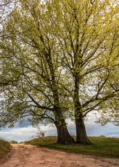 Two trees are standing next to each other on a dirt road