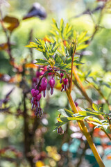 Vertical image of 'Gold Heart' bleeding heart. Lamprocapnos formerly Dicentra spectabilis