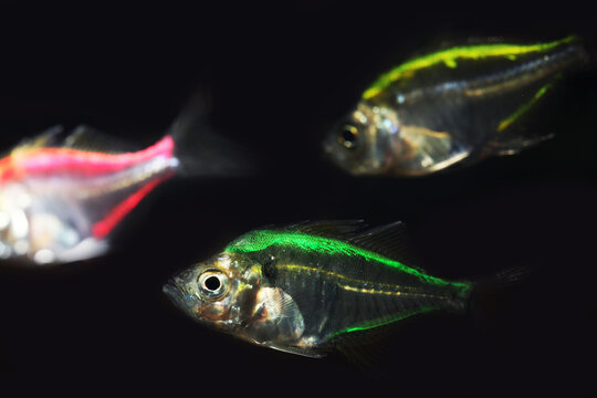 group of Painted or dyed fish (Parambassis siamensis) in pet trade