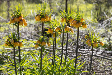 Flowering fritillary Rubra Maxima - crown imperial Rubra Maxima 