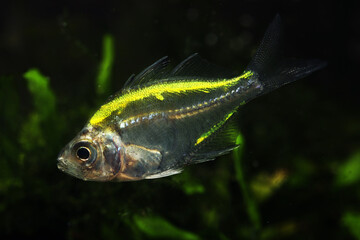 Fototapeta premium Painted, dyed or tattooed glassfish (Parambassis siamensis) in pet trade