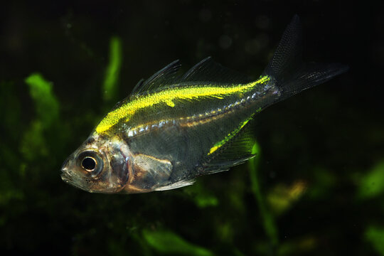 Painted, dyed or tattooed glassfish (Parambassis siamensis) in pet trade