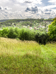 Field of grass with a few trees in the background