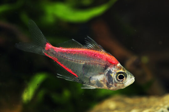 Painted, dyed or tattooed glass fish (Parambassis siamensis) in pet trade