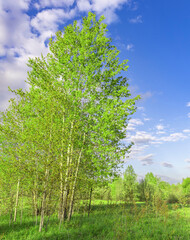 Tree with green leaves is in a field with a blue sky